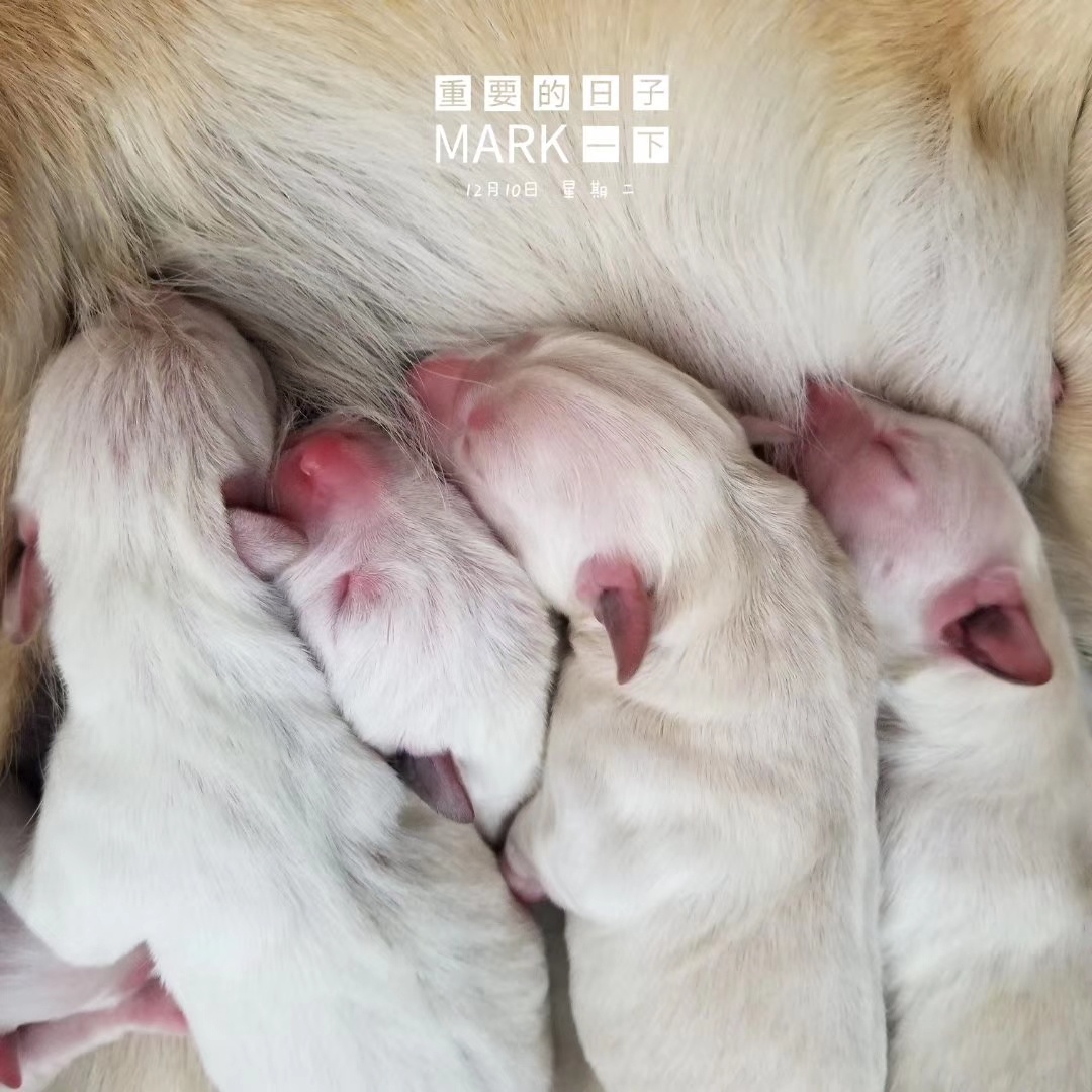 刚出生的拉布拉多幼犬换比特