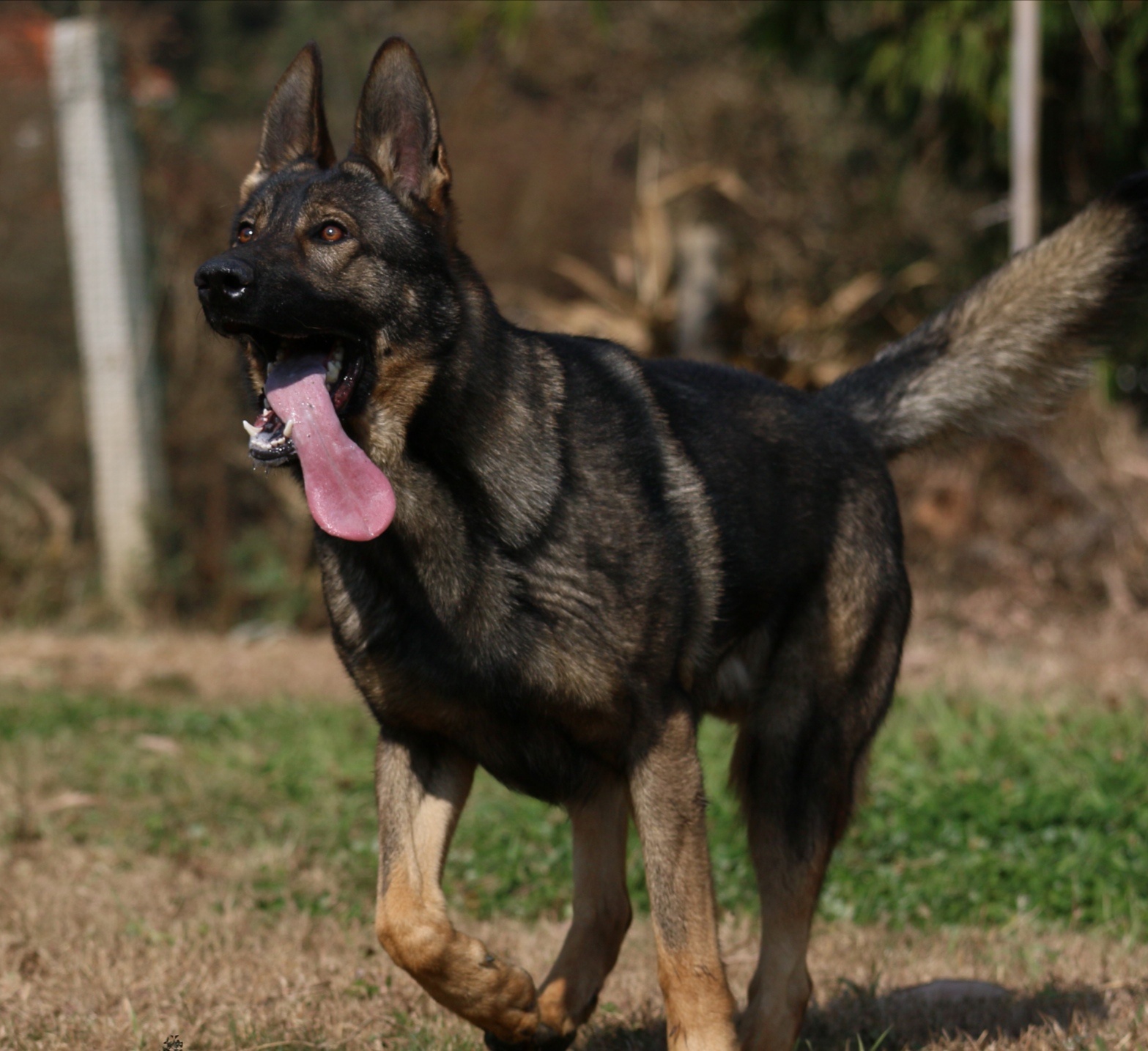 【昆明犬】高级昆明犬"小帅",传奇种公"洋罗真"儿子,经典的延续!