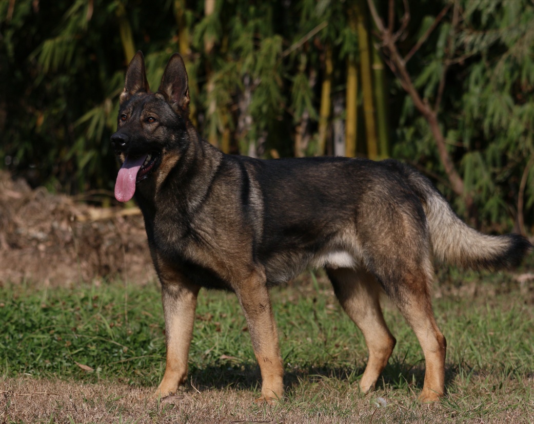 【昆明犬】高级昆明犬"小帅",传奇种公"洋罗真"儿子,经典的延续!
