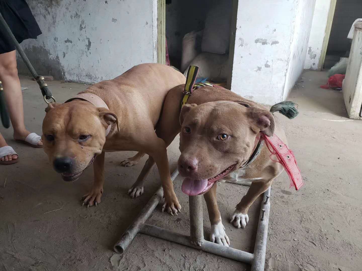 精品明血实战比特幼犬