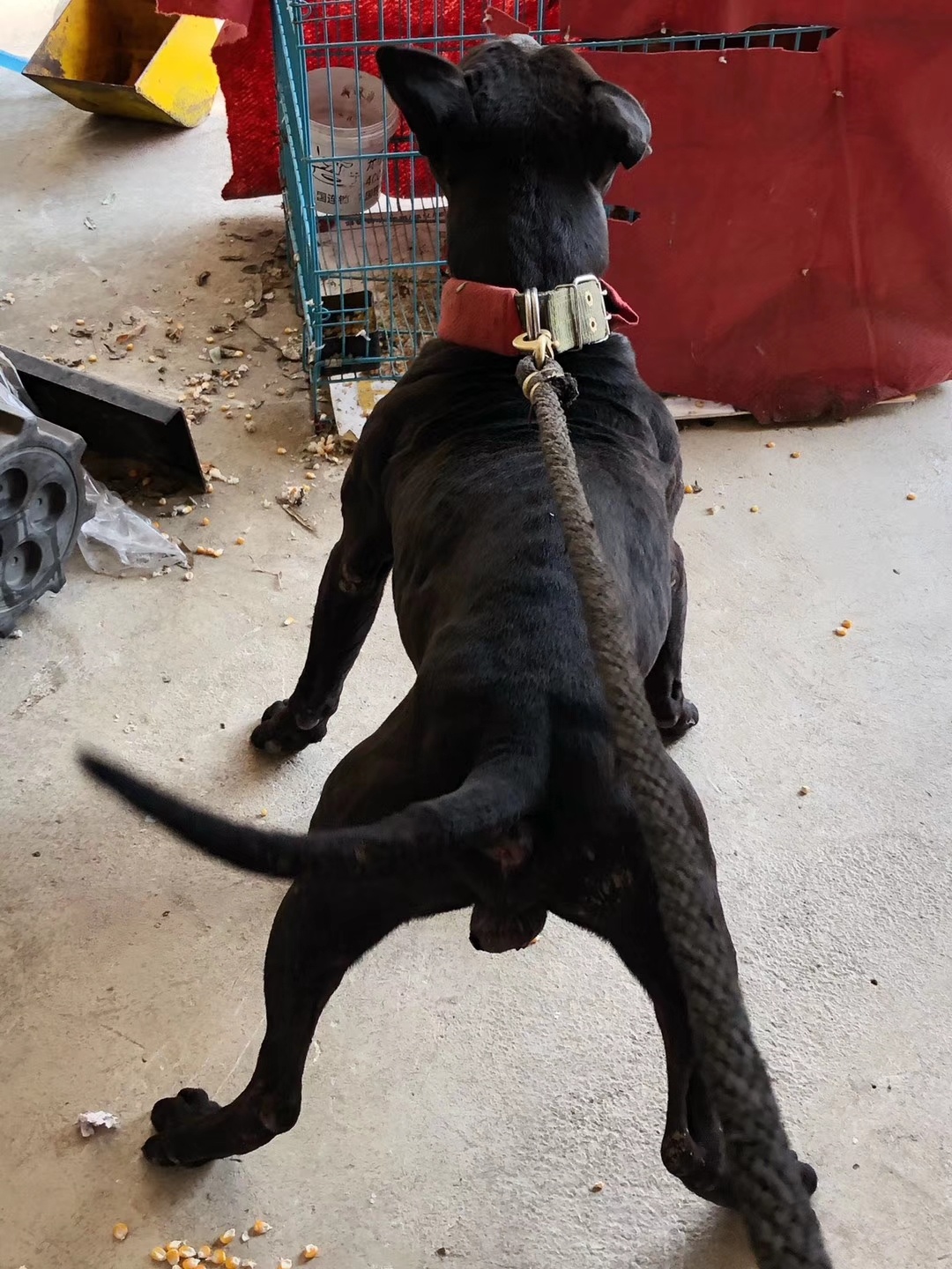 地炮霸道 - 比特犬 - 猛犬俱乐部-中国具有影响力的猛犬网站