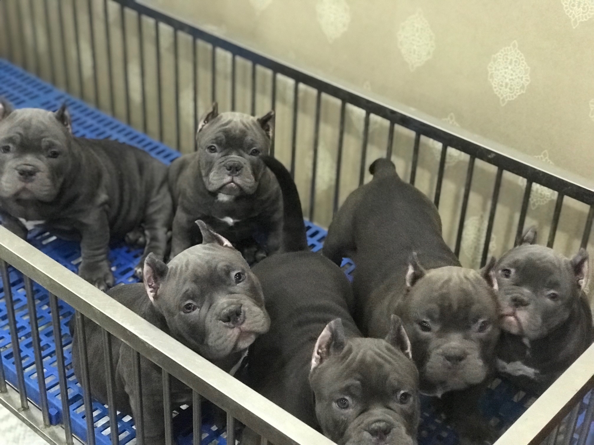 伯爵后代 纯蓝色 恶霸犬交易 猛犬俱乐部 中国具有影响力的猛犬网站 Powered By Discuz