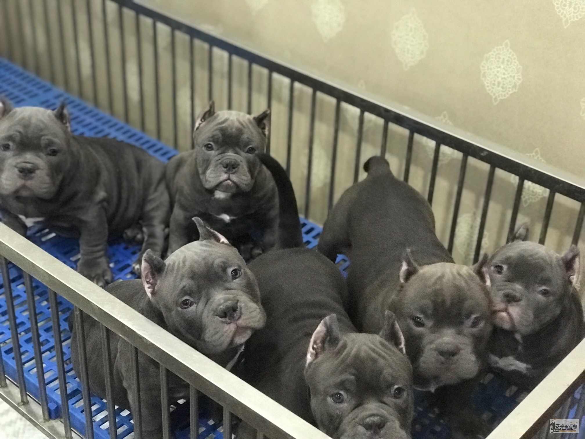 伯爵后代 纯蓝色 恶霸犬交易 猛犬俱乐部 中国具有影响力的猛犬网站 Powered By Discuz 伯爵后代 纯蓝色 恶霸犬交易 猛犬俱乐部 中国具有影响力的猛犬网站 Powered By Discuz