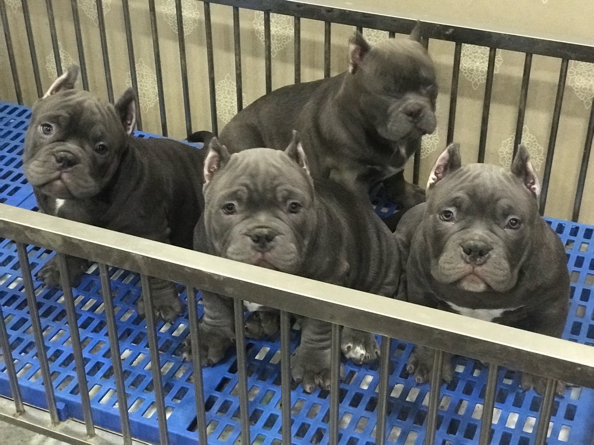 伯爵后代 纯蓝色 恶霸犬交易 猛犬俱乐部 中国具有影响力的猛犬网站 Powered By Discuz