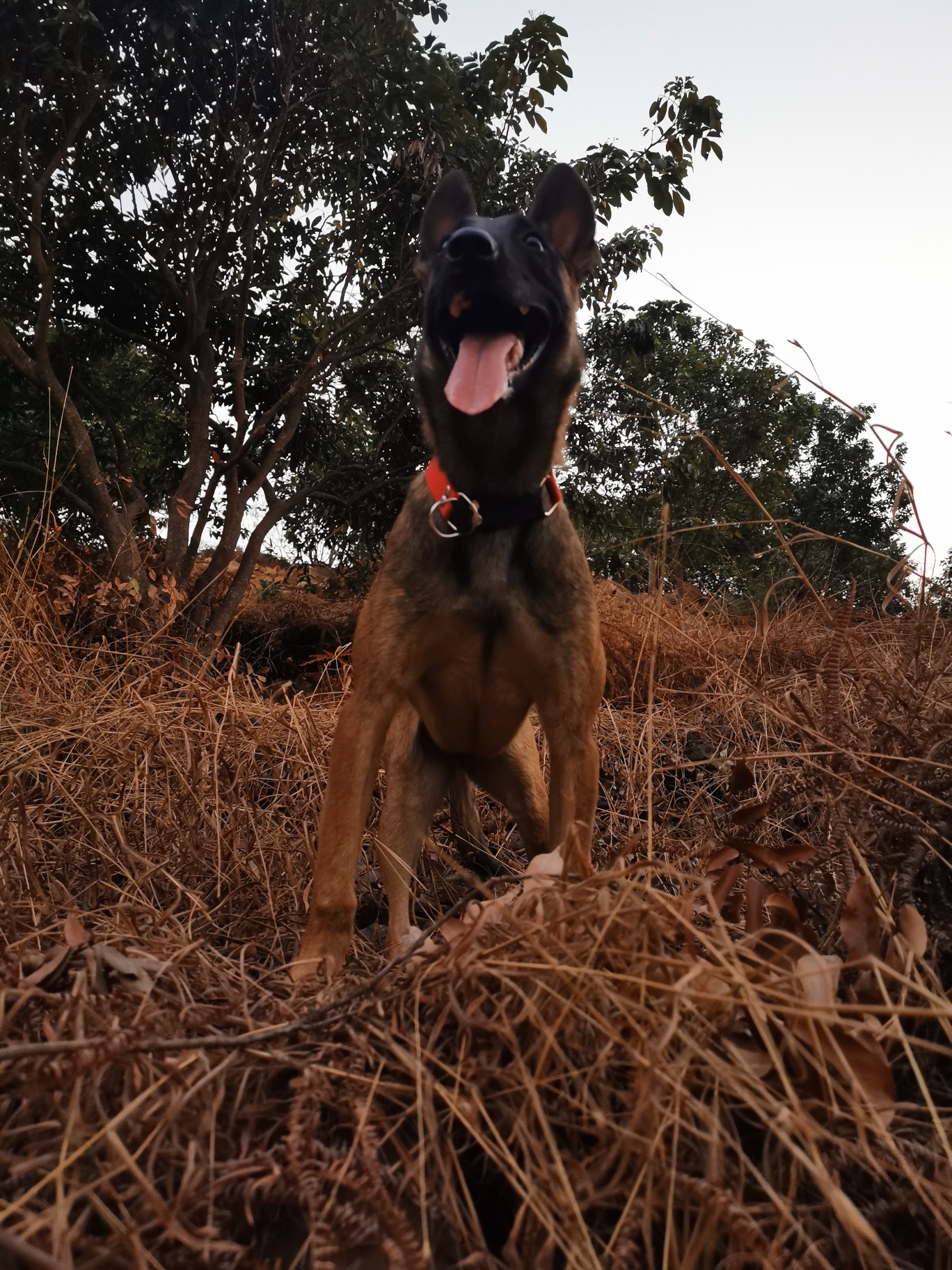 帕拉丁女儿,十个月大,会基础服从,坐,卧,立,坐立,站立,s步,跳腿,跳背.