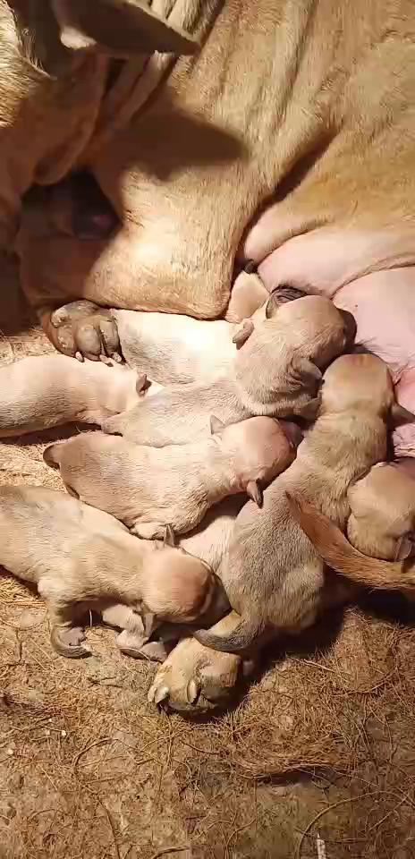 比特犬基多图片