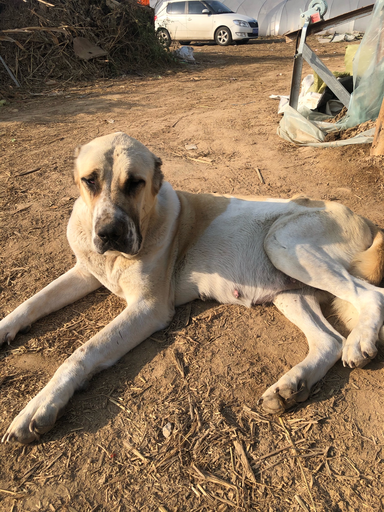 苏丹血 这几天就生