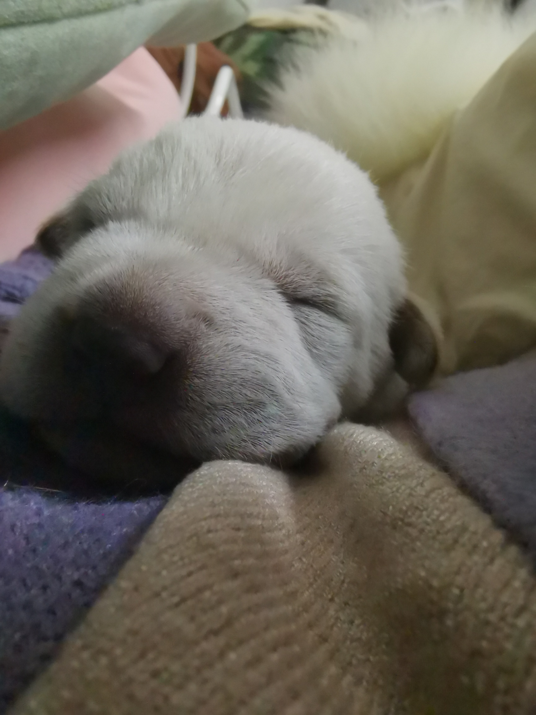 出生十天拉布拉多幼犬幼犬,亲民价,换杜高幼犬