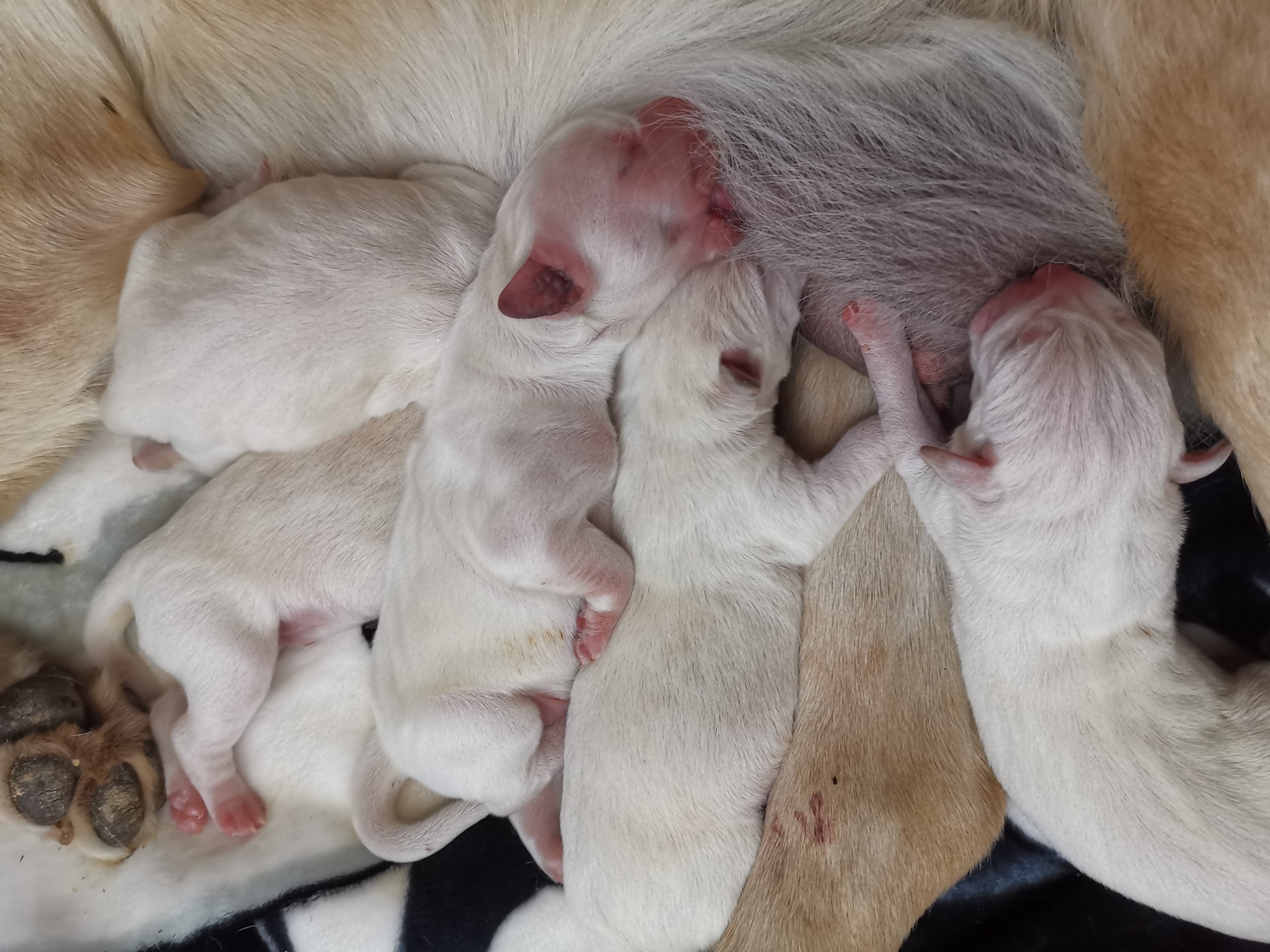 出生十天拉布拉多幼犬幼犬,亲民价,换杜高幼犬