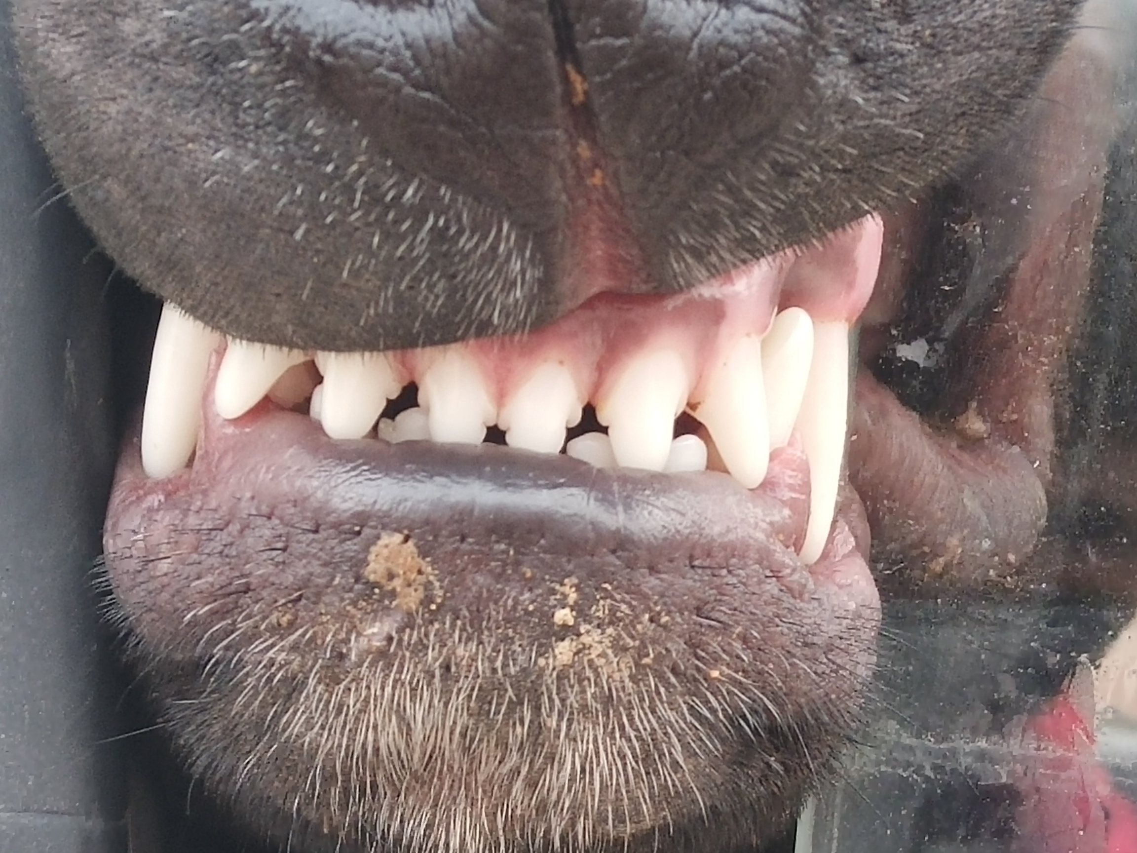 比特犬七个月牙齿