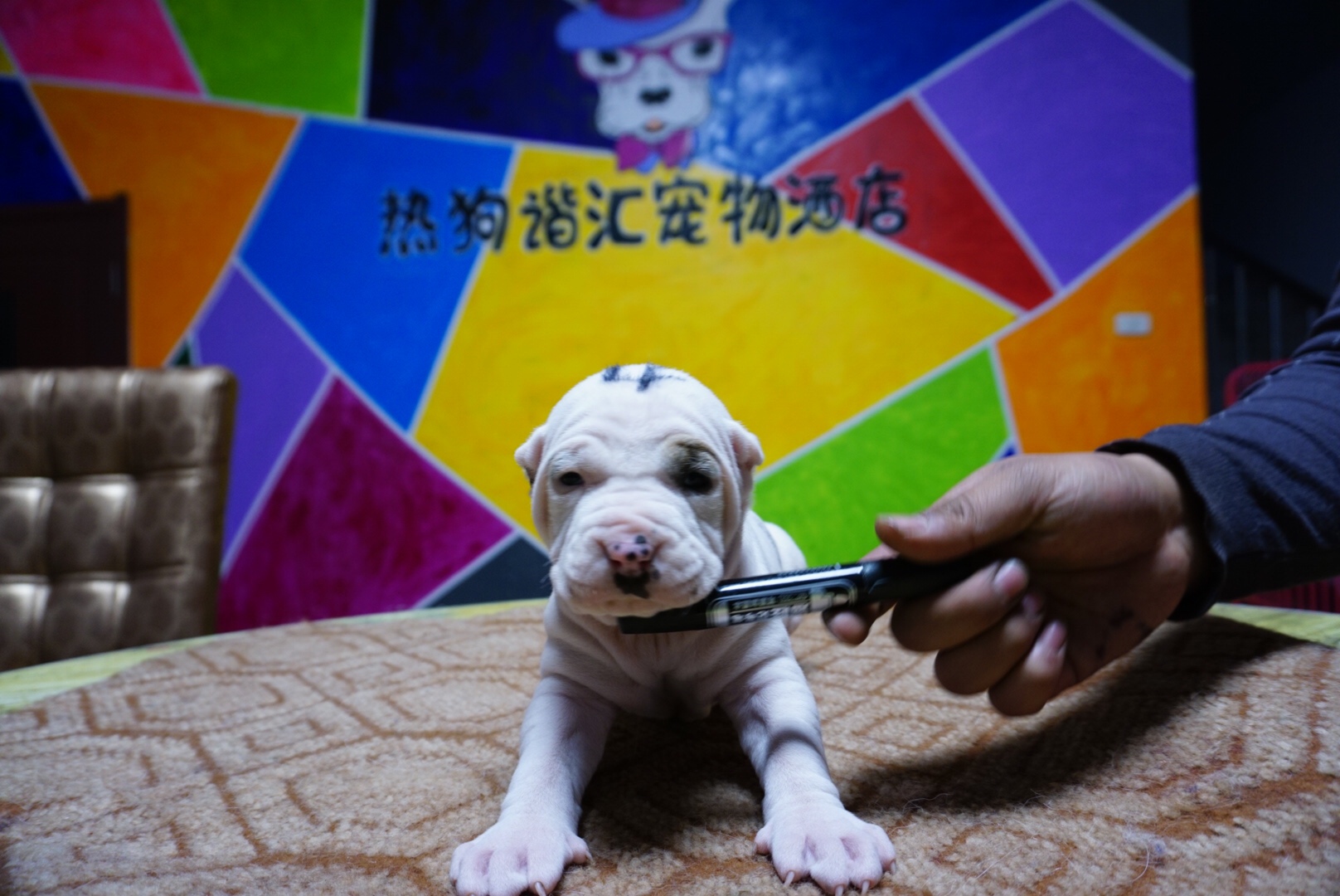 库达幼犬,对外出售
