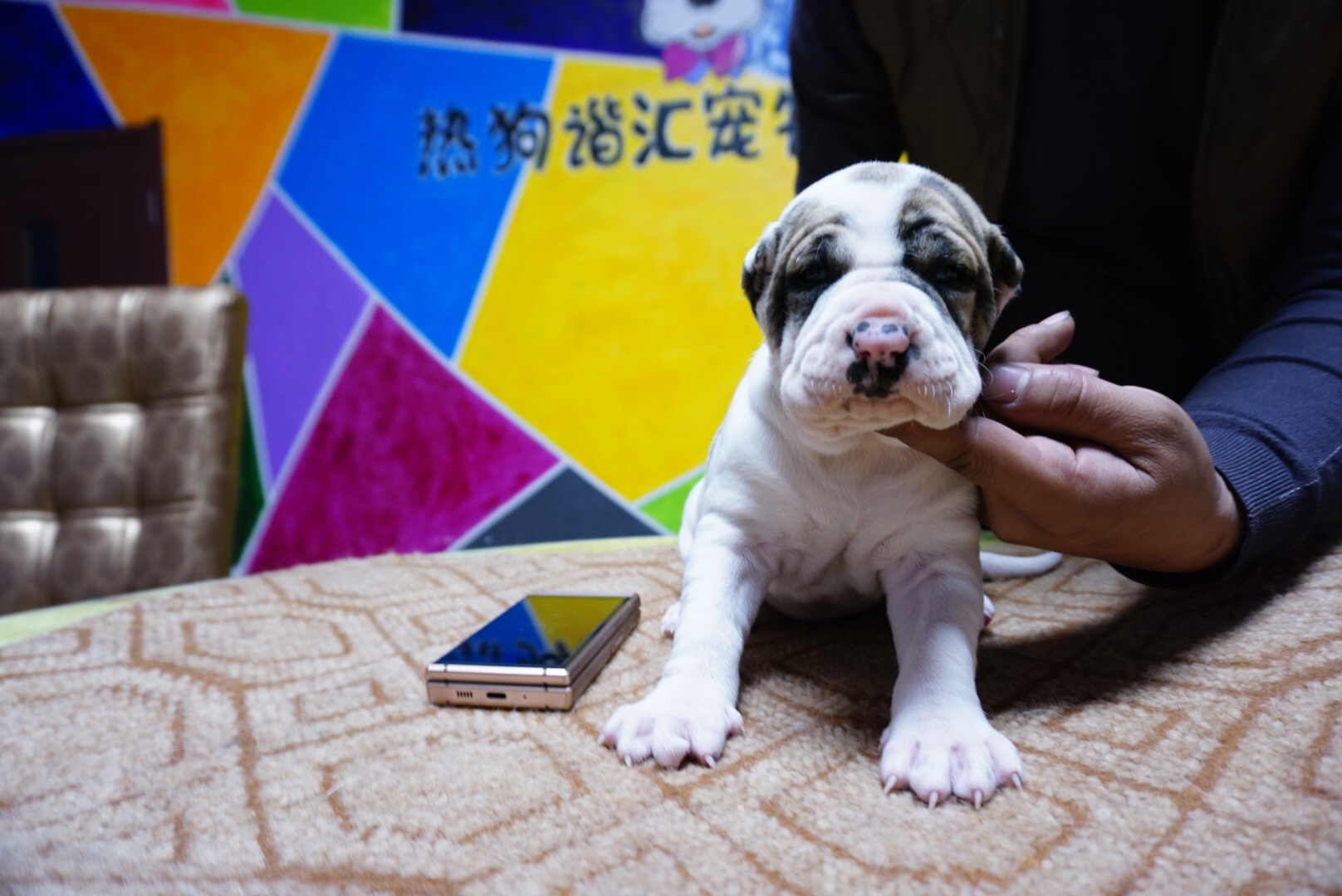 库达幼犬,对外出售 - 库达犬交易 - 猛犬俱乐部-中国具有影响力的猛犬