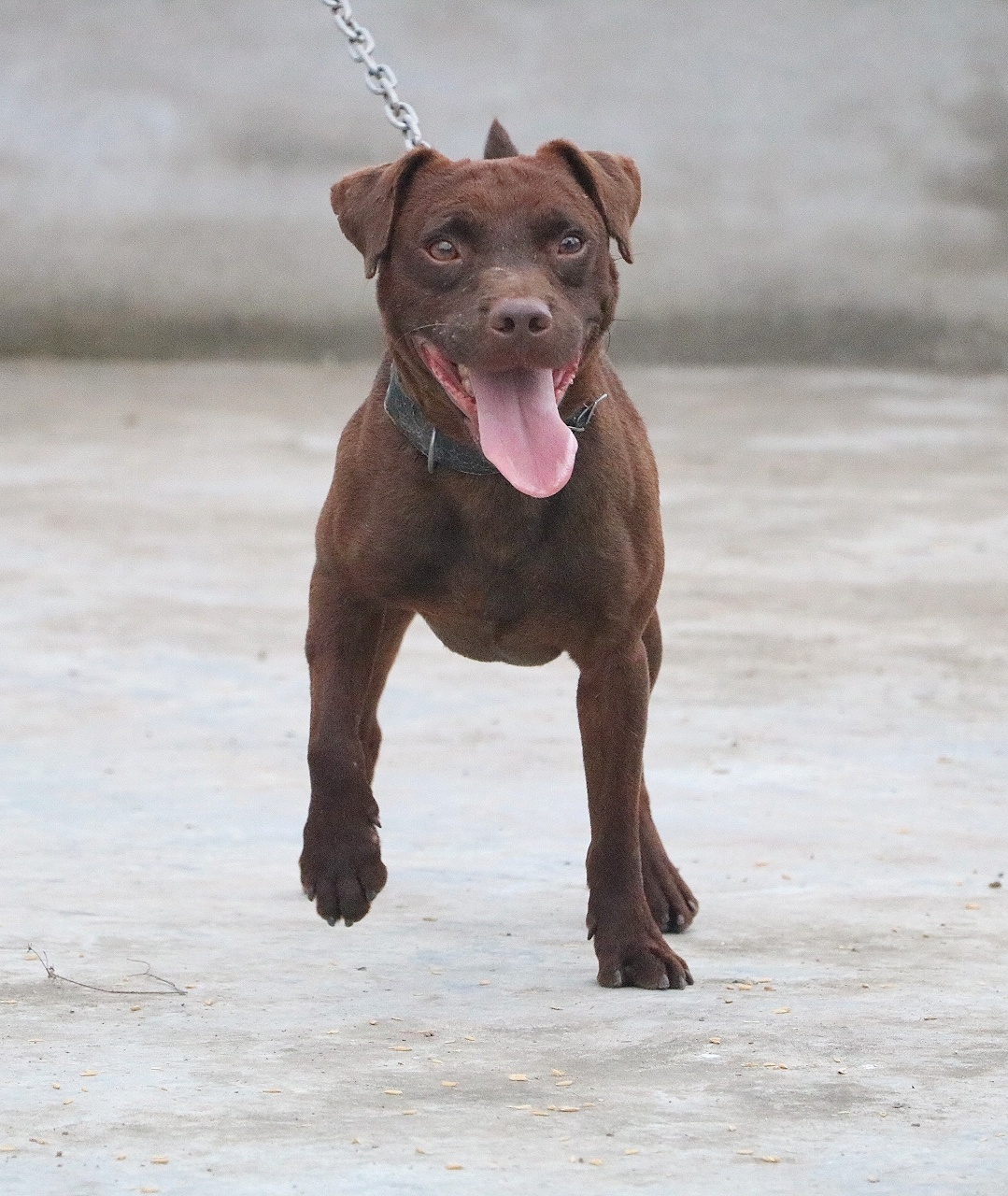 国外刚毛火梗犬图片