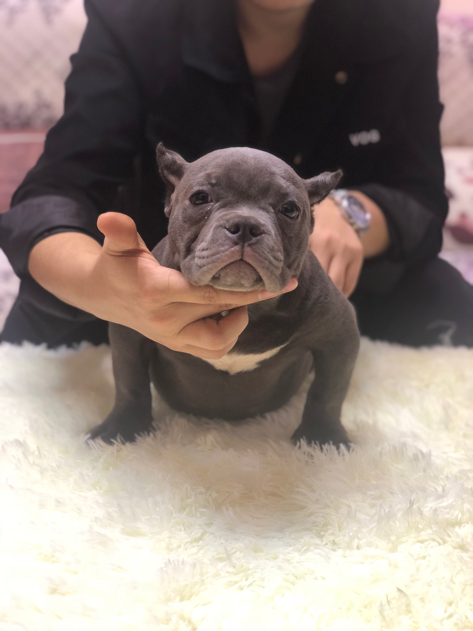 伯爵女儿回血伯爵,小母狗一枚,价格不高,喜欢的来