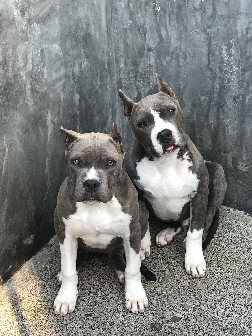 斯塔福幼犬成犬元旦特惠