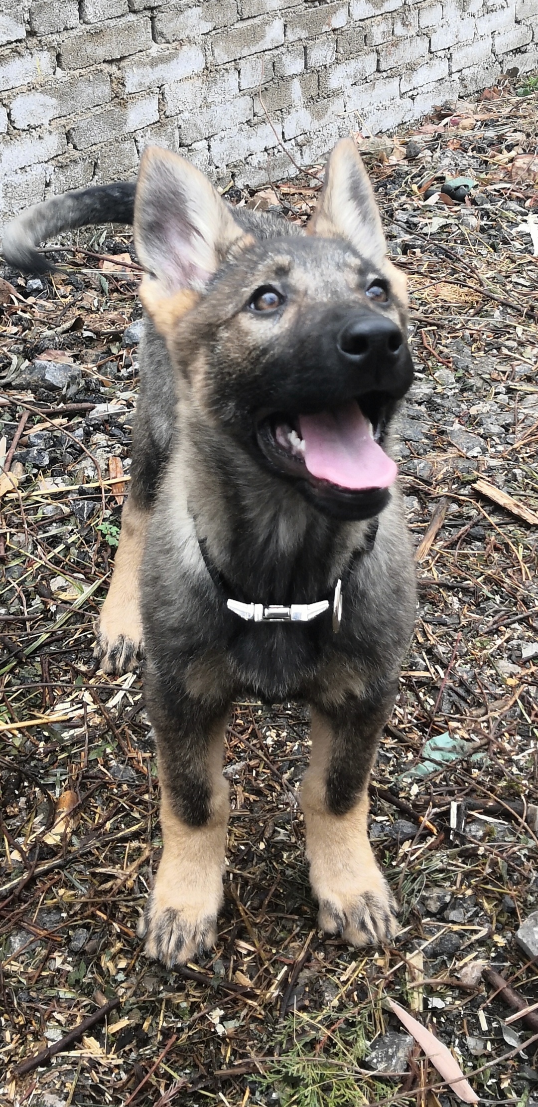 昆明犬幼犬出售