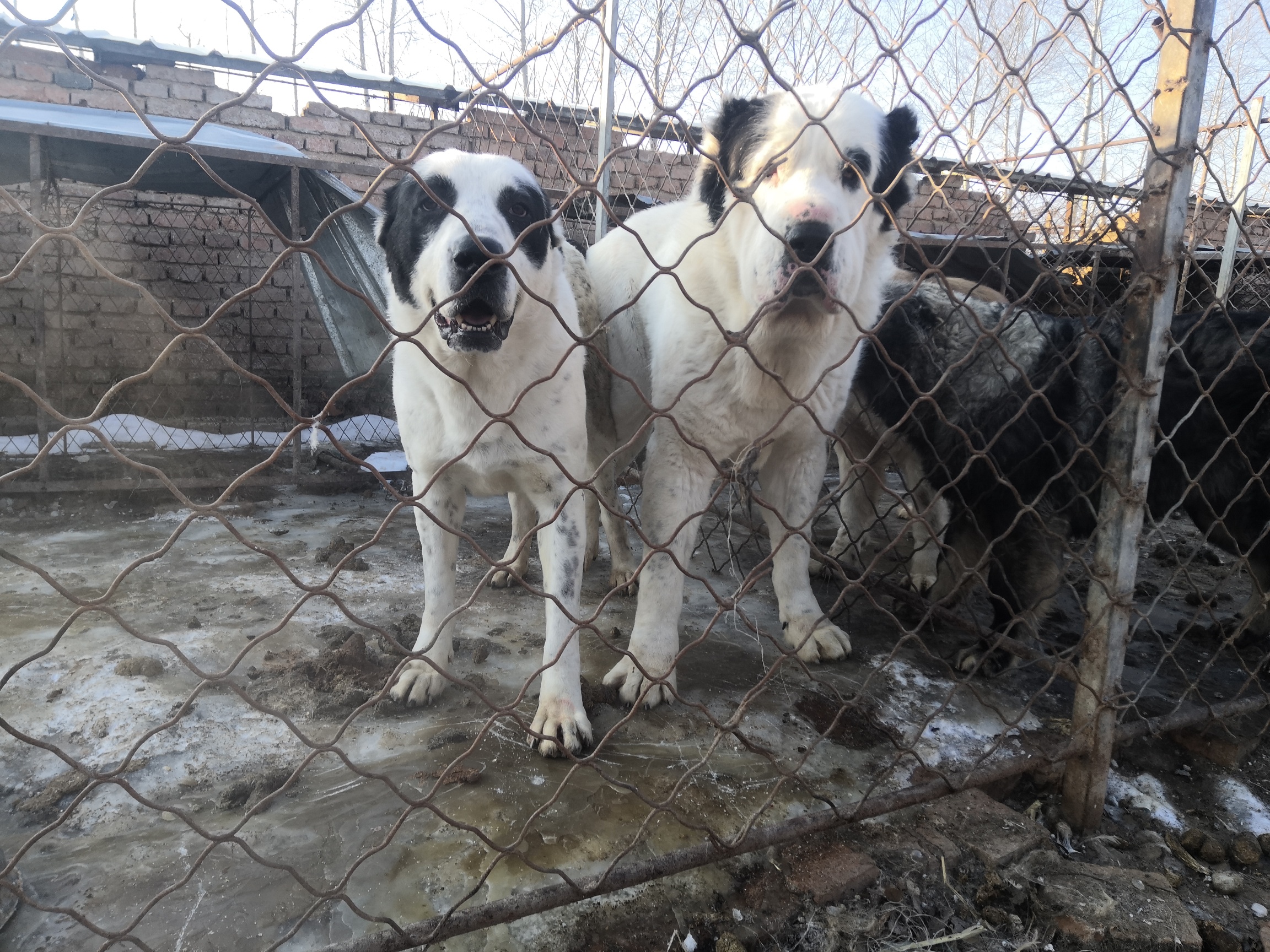 多窝中亚幼犬预订中留耳朵尾巴的抓紧