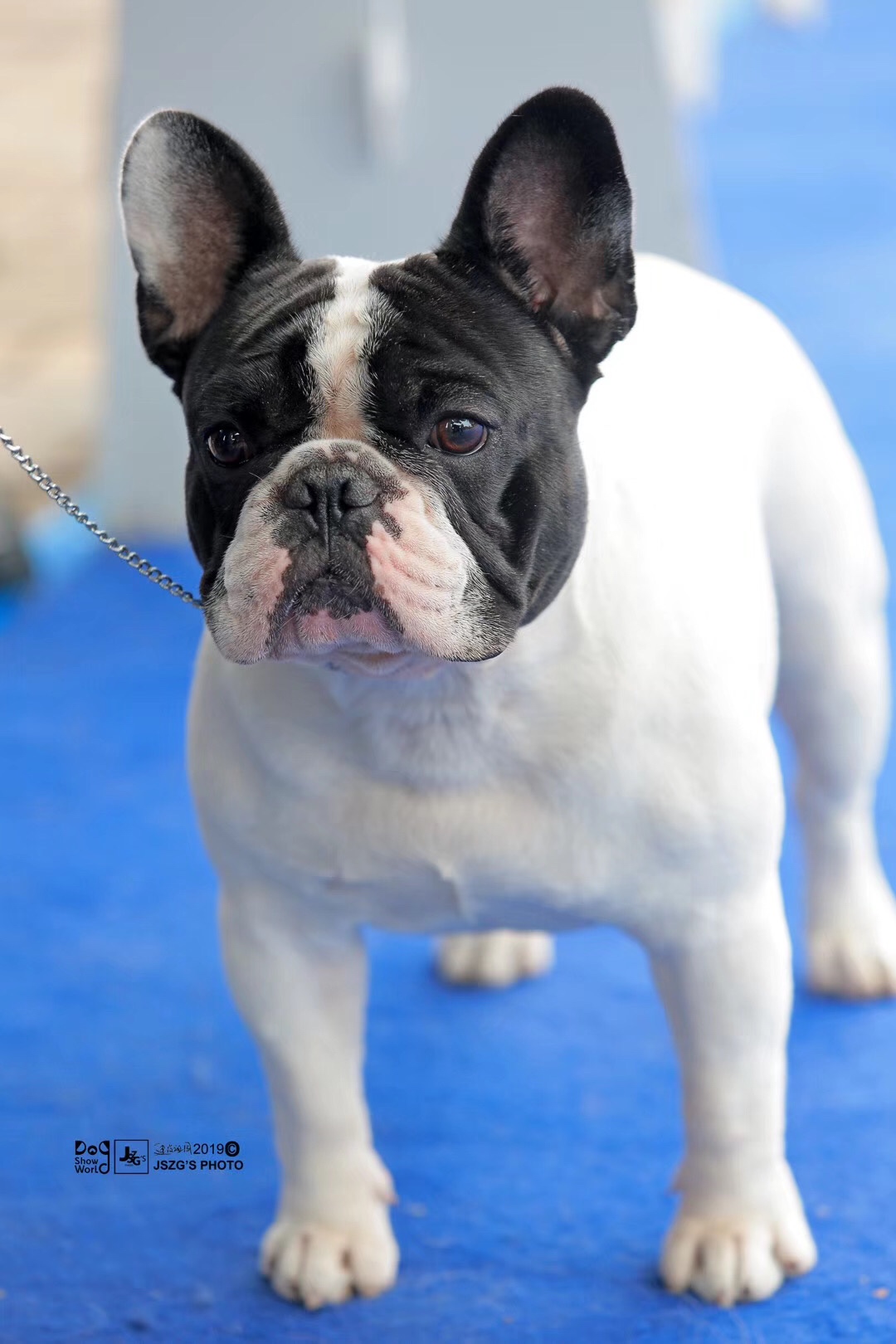 黑白花对称花色小母