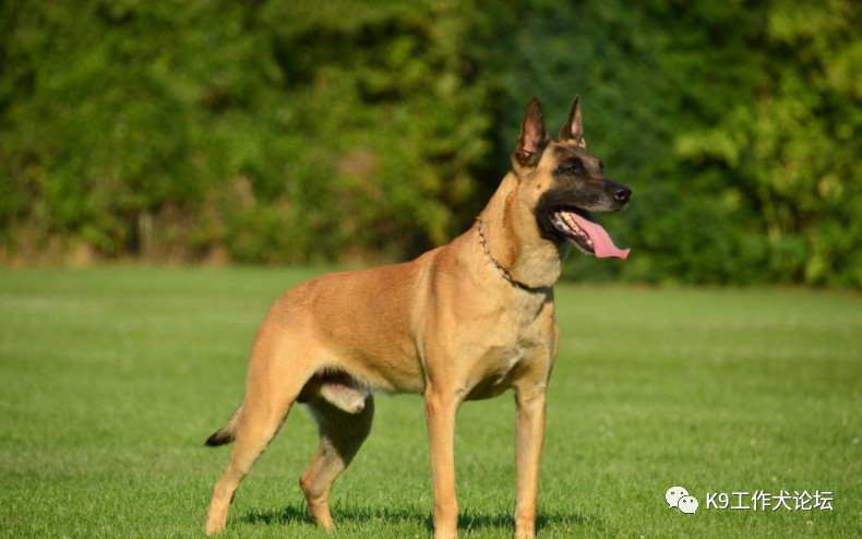 豹威,霍華德,兩大國外當紅百萬級種公後代都有貨 - 馬犬版 - 猛犬