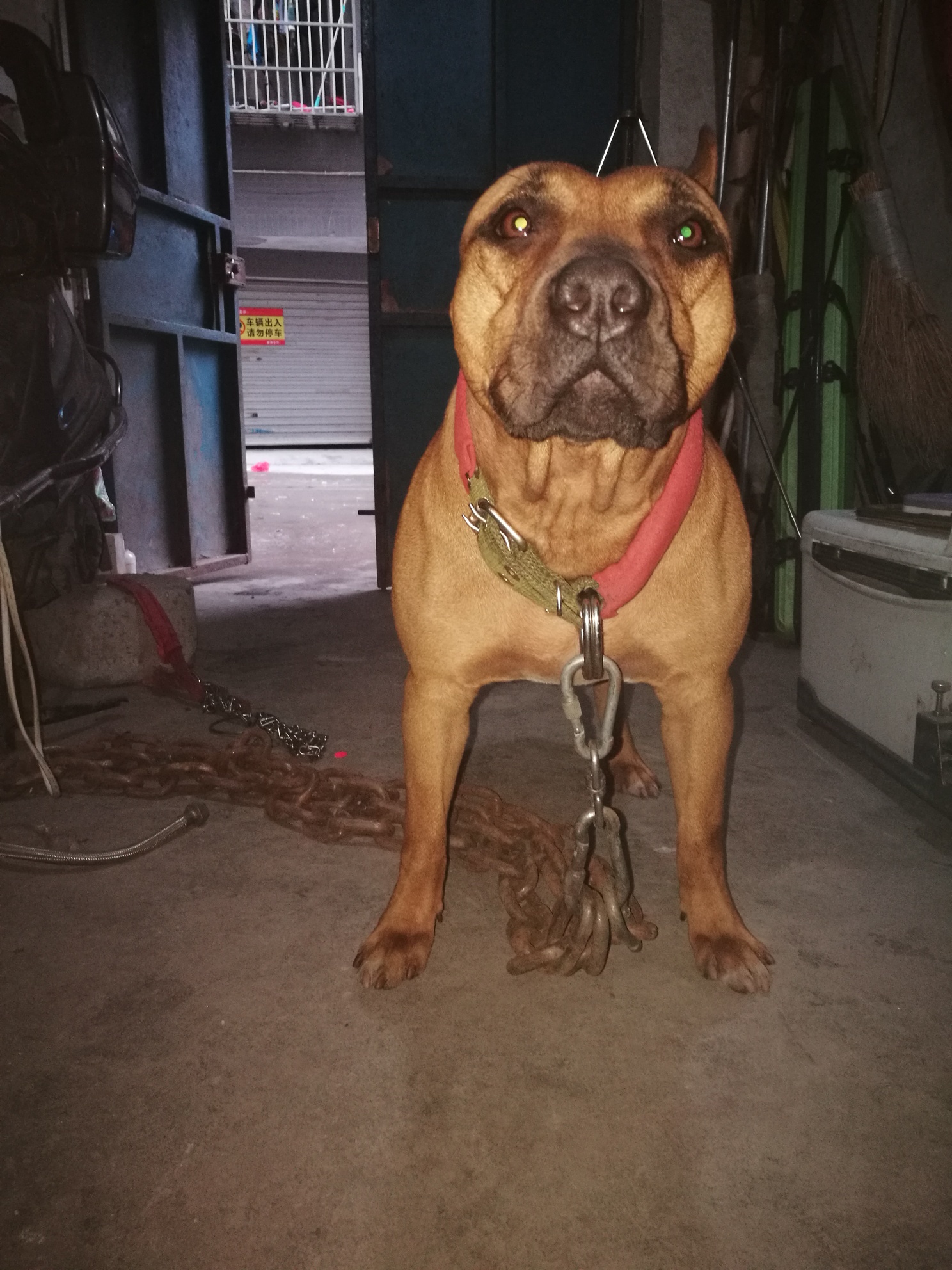 炮- 比特犬 - 猛犬俱乐部-中国具有影响力的猛犬网站 - powered by