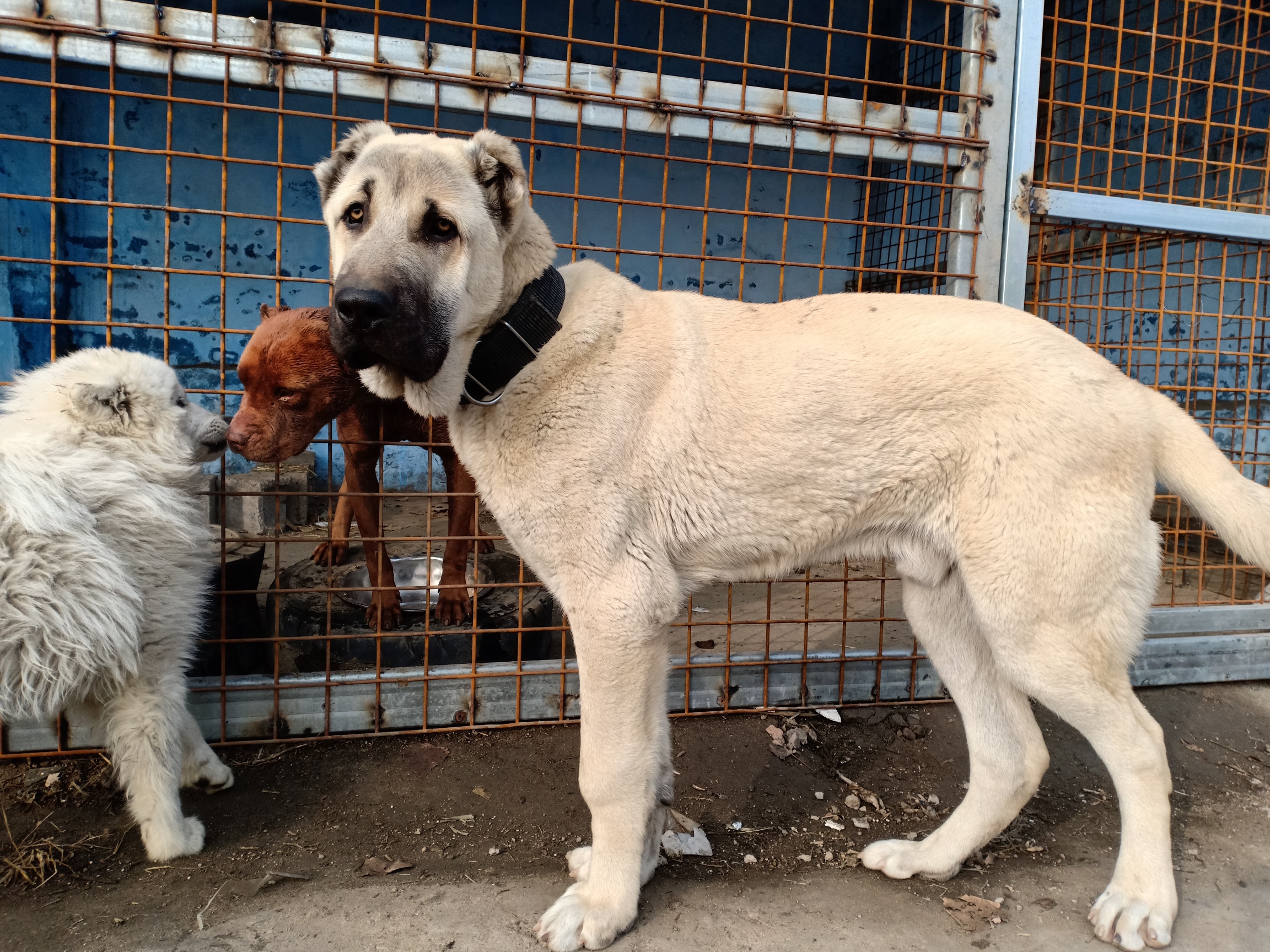 英俊的小伙 - 坎高犬 - 猛犬俱乐部-中国具有影响力的猛犬网站