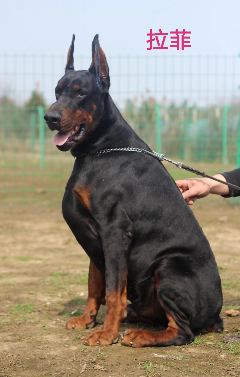 杜宾犬 - 猛犬俱乐部-中国具有影响力的猛犬网站 - powered by