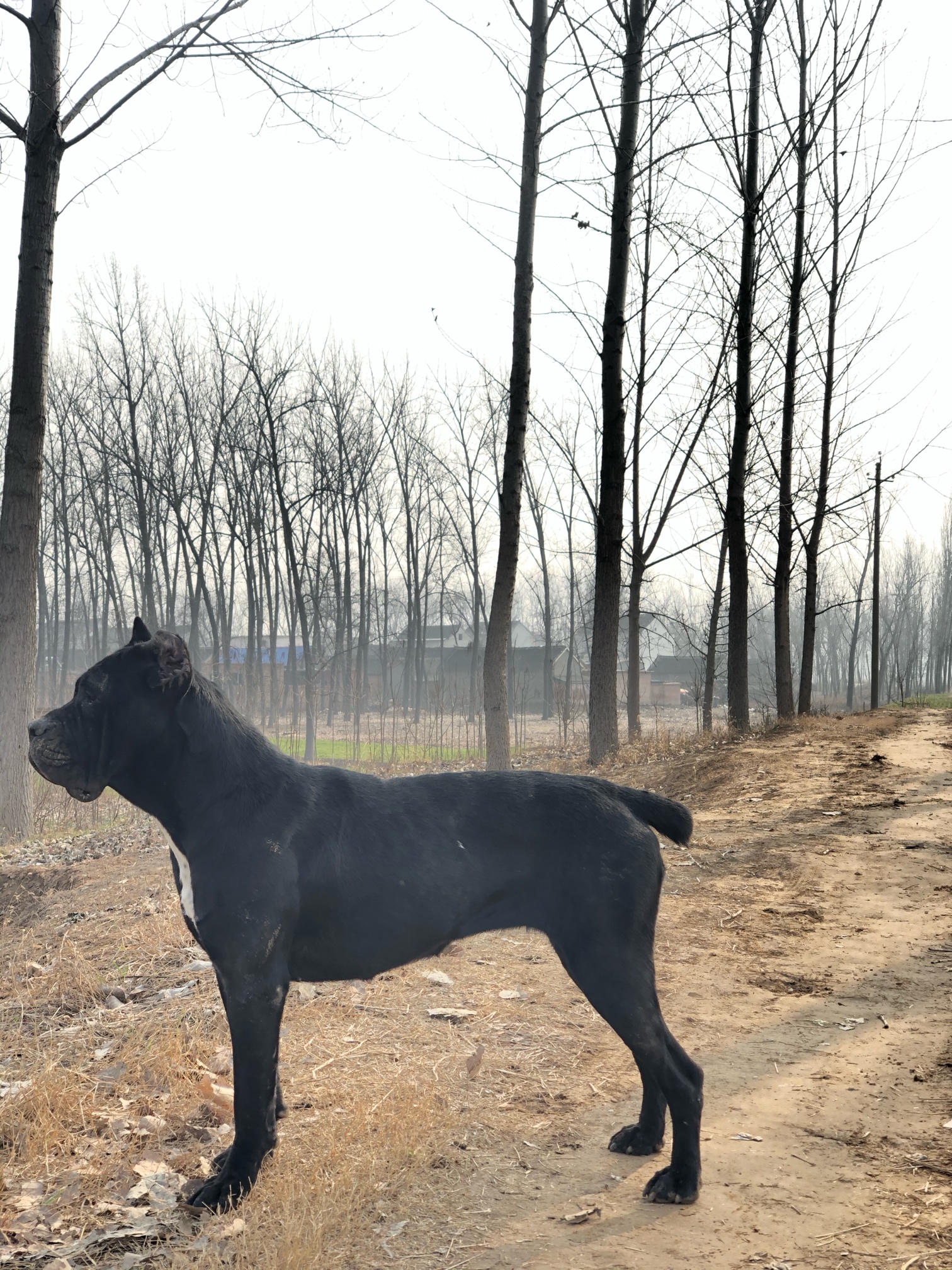 卡斯罗泰坦孙女 - 卡斯罗 - 猛犬俱乐部-中国具有影响力的猛犬网站