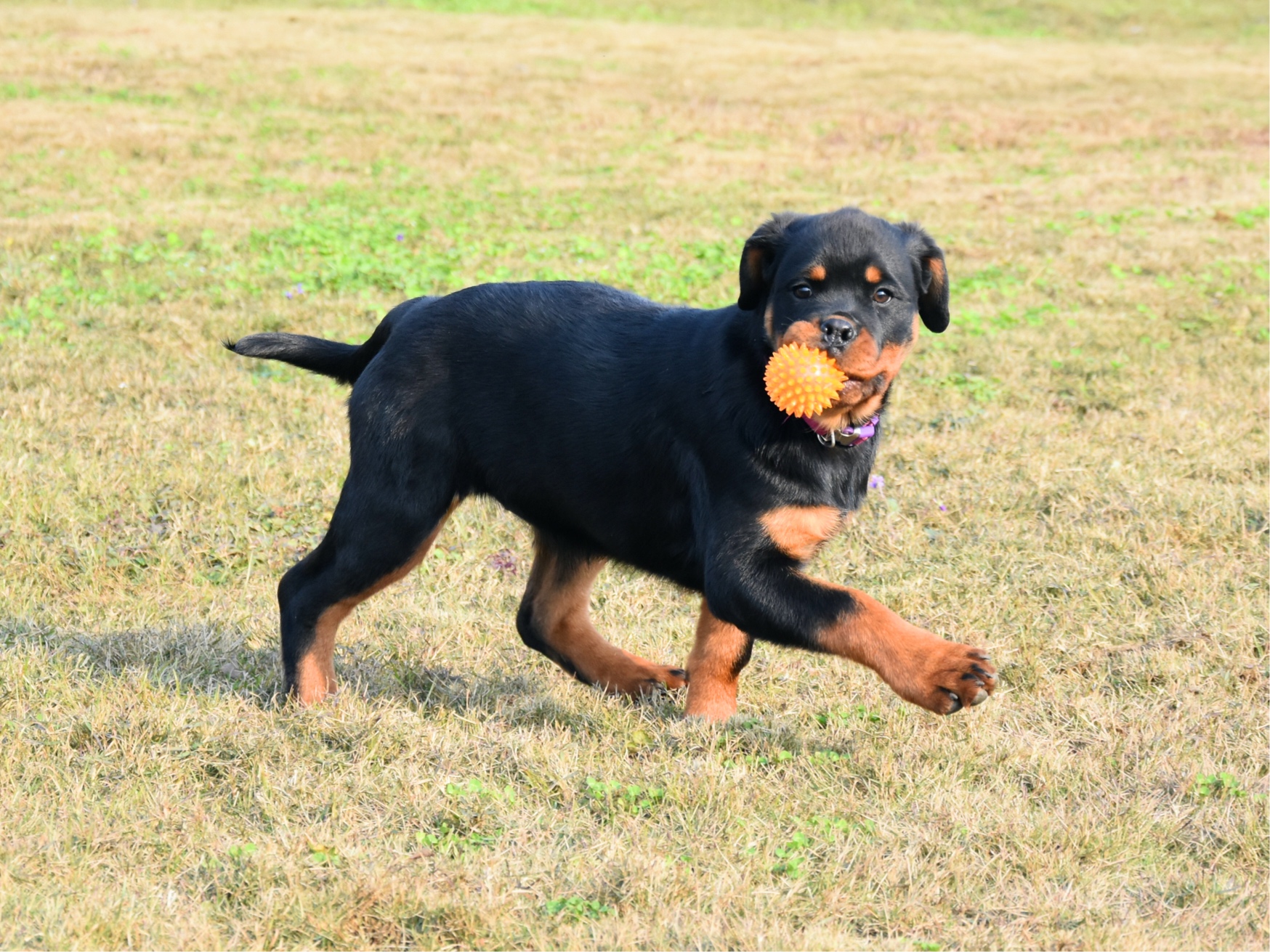 巴顿与inga的女儿3个半月留影