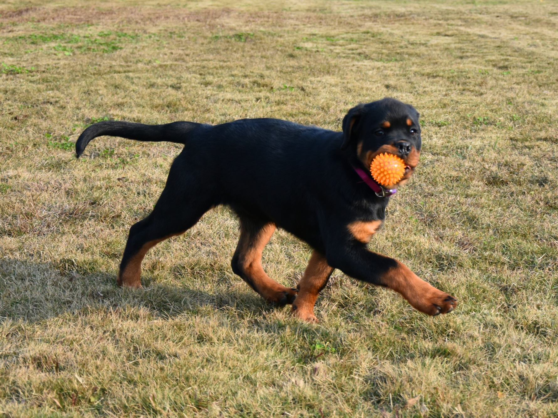 巴顿与inga的女儿3个半月留影