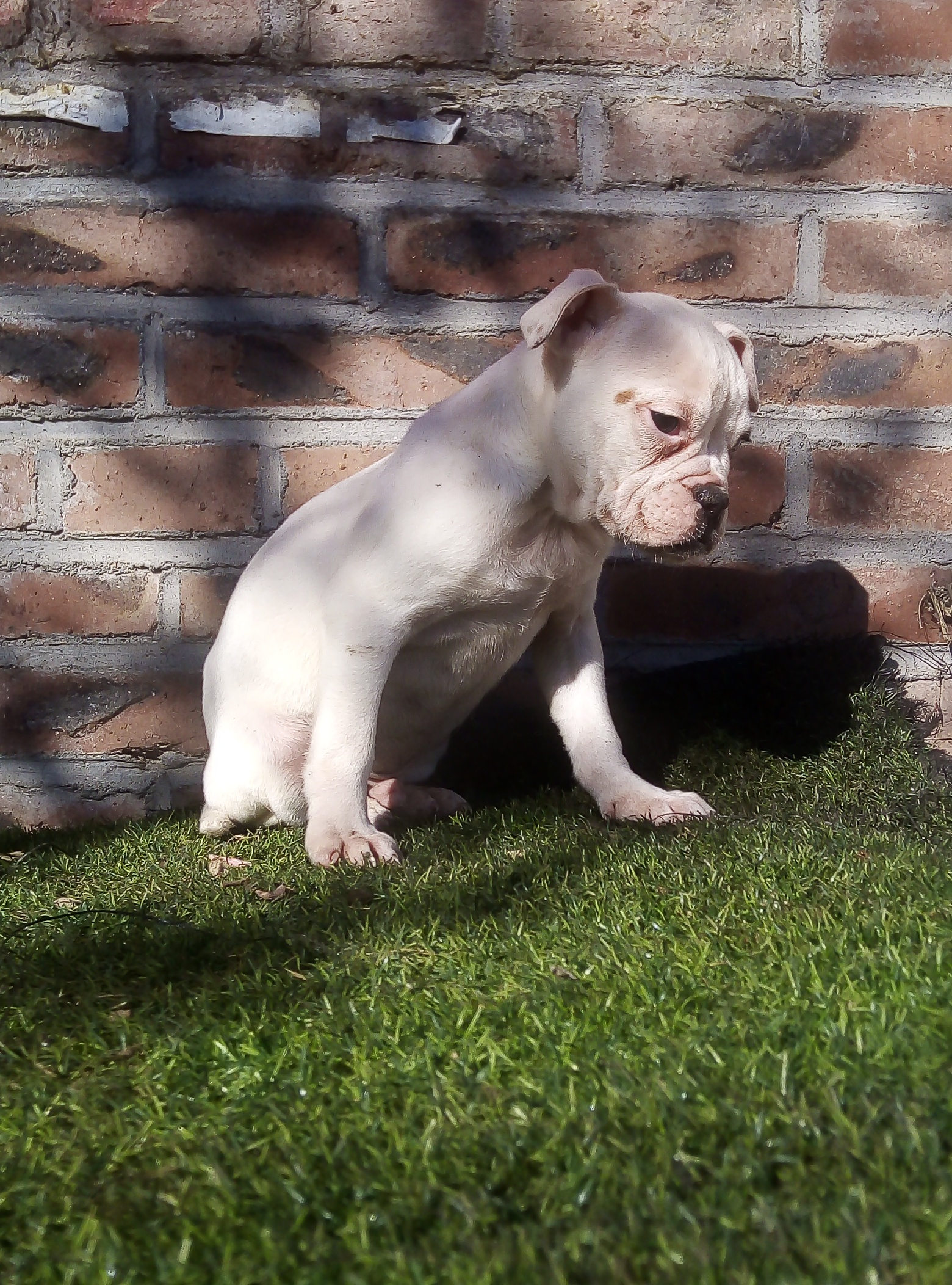 美斗999包邮,小公一枚 - 美牛犬交易 - 猛犬俱乐部-中国具有影响力的