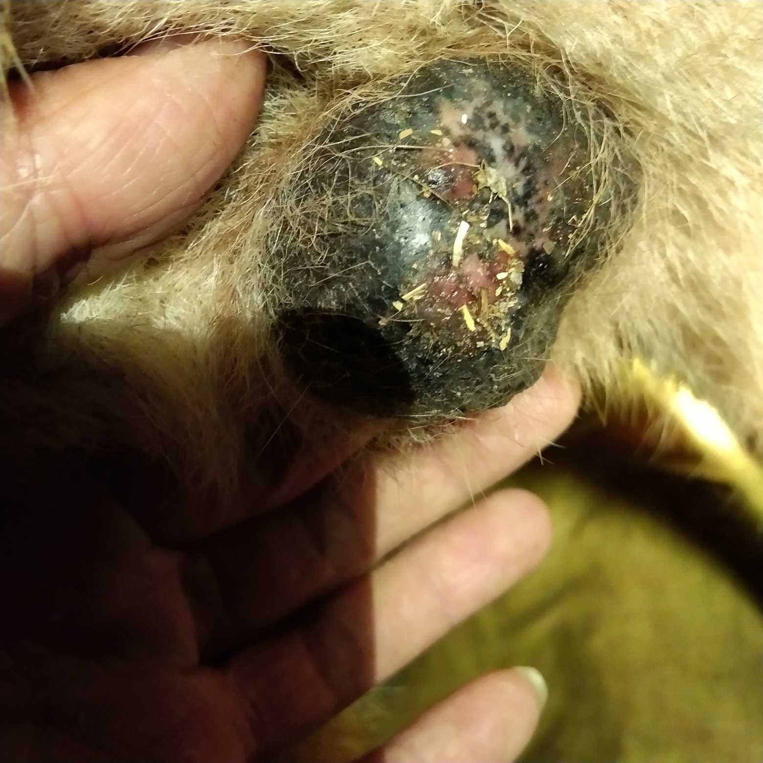 狗,厌食,消瘦,蛋蛋腐烂