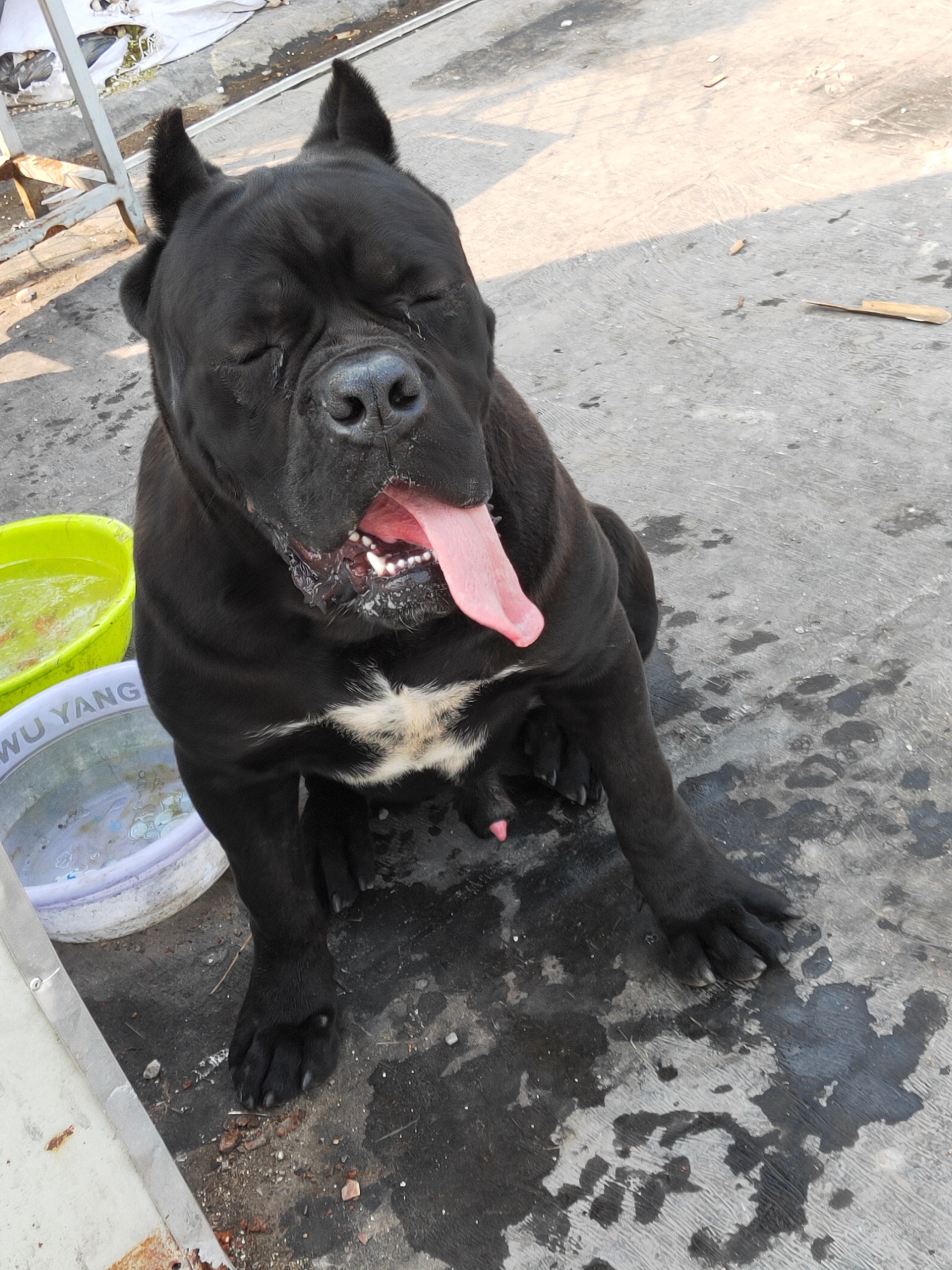 卡斯罗种公一只出售