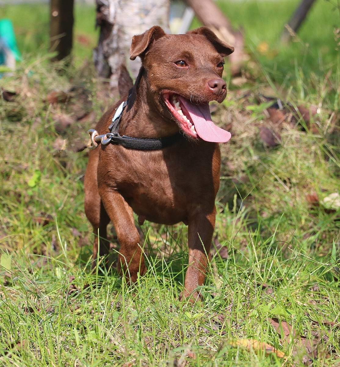 出售几窝高品质火梗,纯红短毛,血统清晰