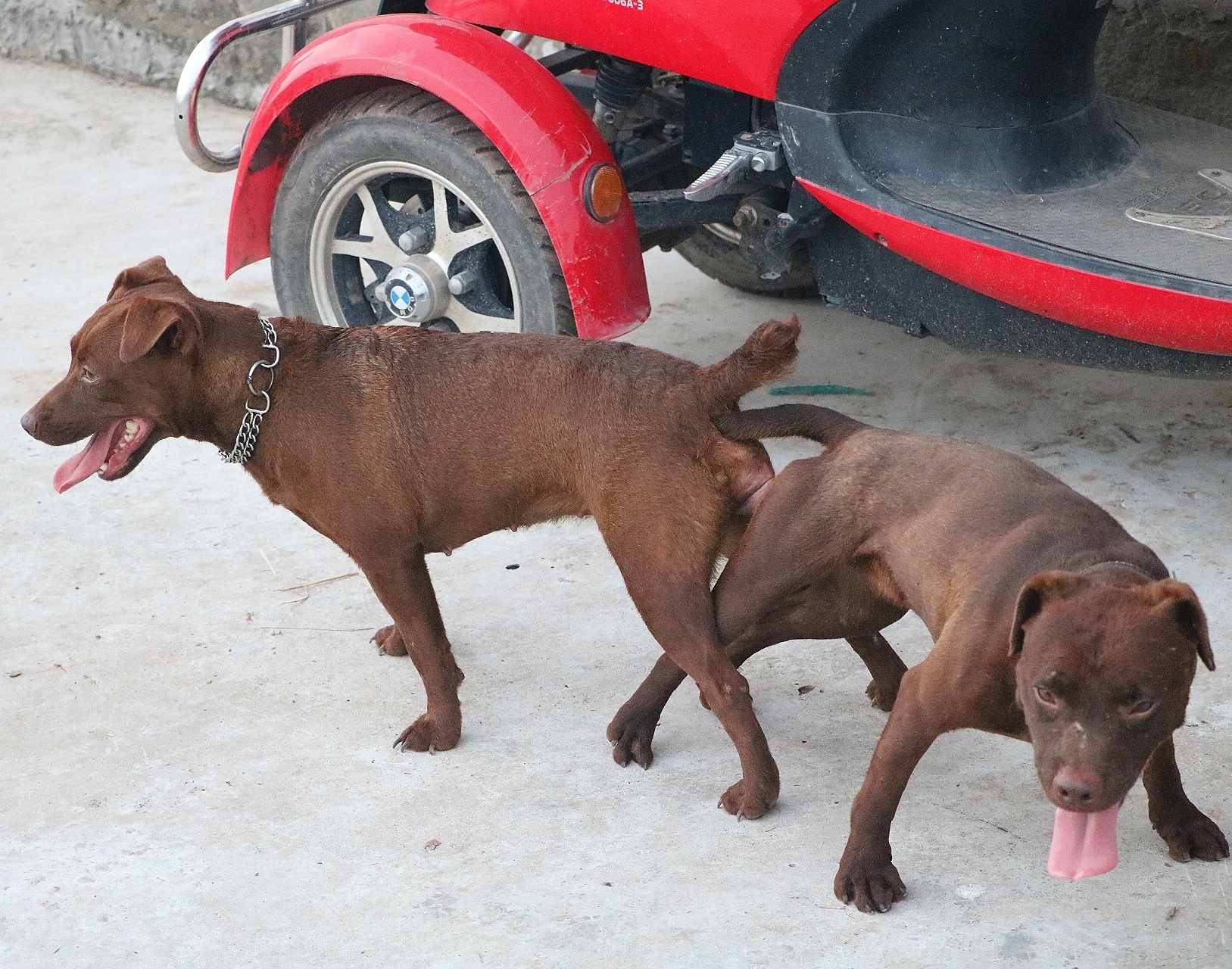 出售几窝高品质火梗,纯红短毛,血统清晰