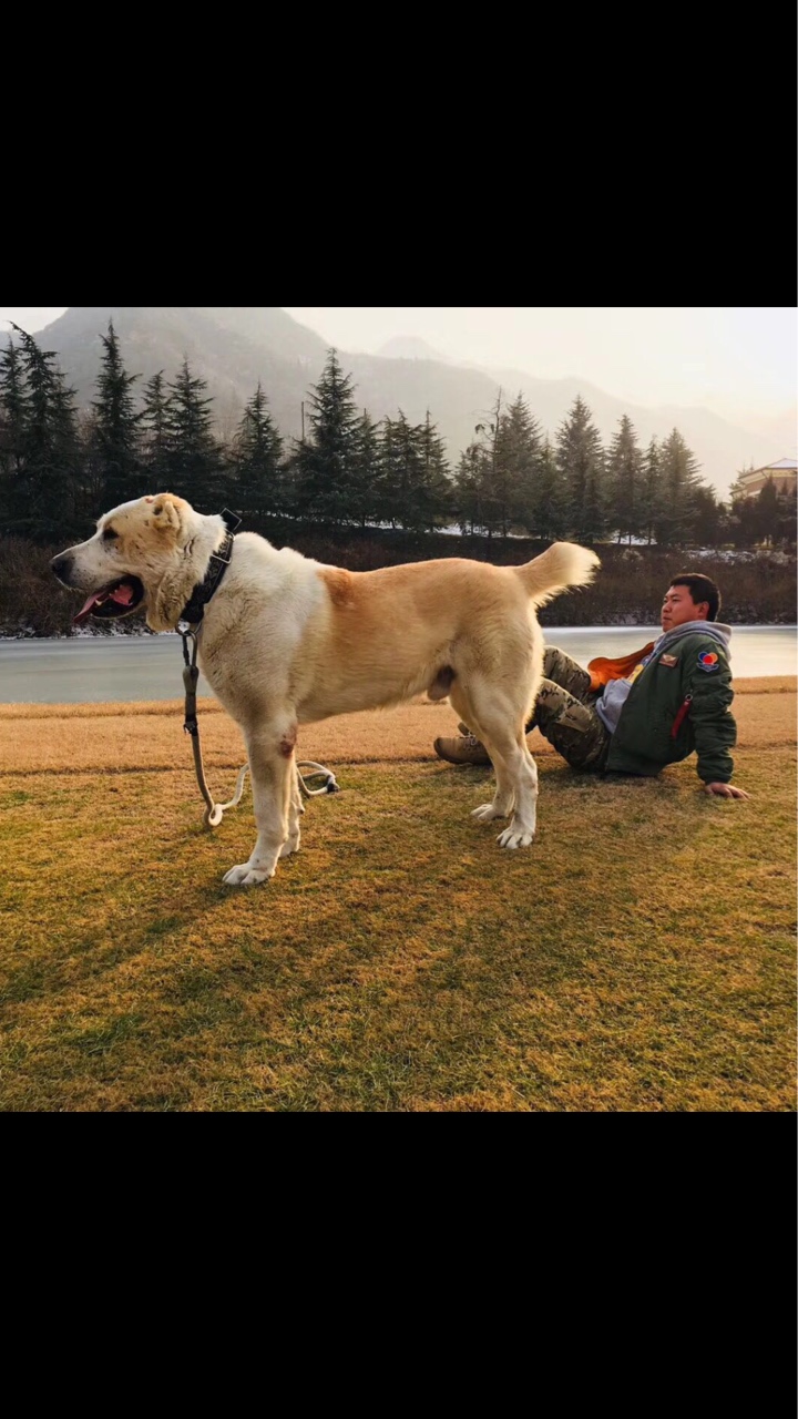 中亚|高狼交易 - 猛犬俱乐部-中国具有影响力的猛犬网站 - powered