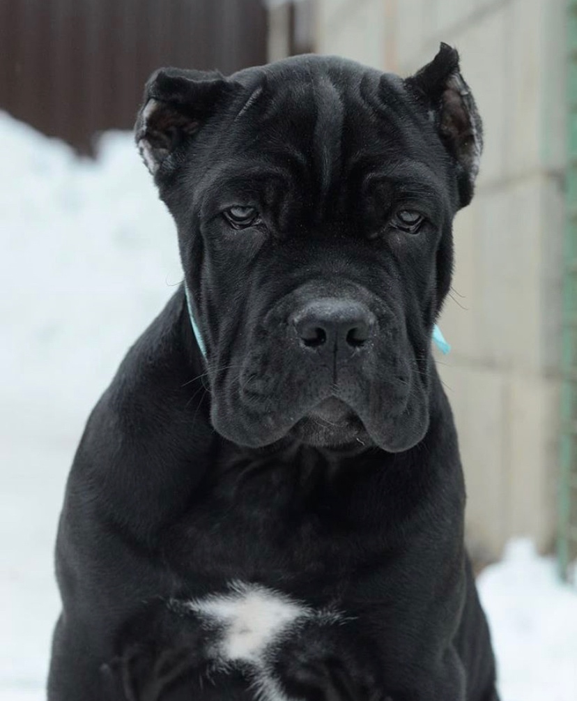 分享一波国外卡斯罗 - 卡斯罗 - 猛犬俱乐部-中国具有影响力的猛犬