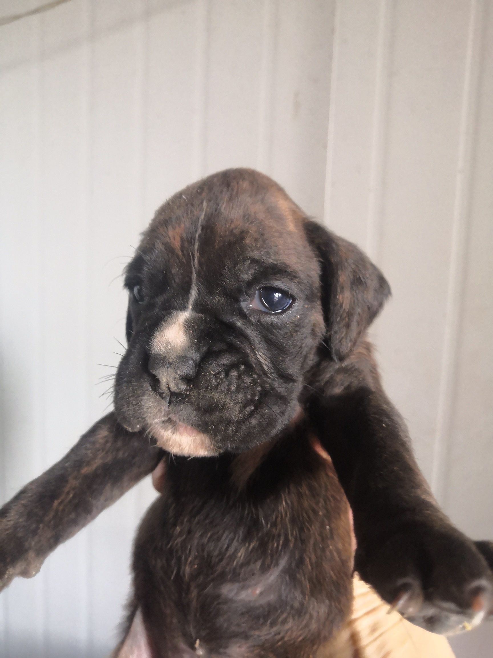 优惠出一胎拳师犬幼犬