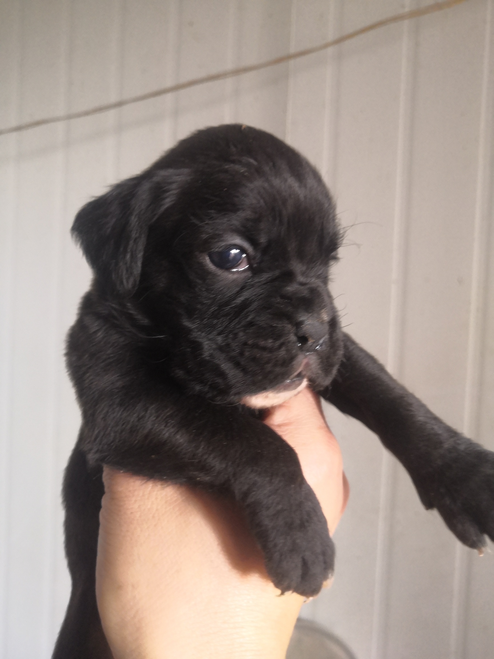 优惠出一胎拳师犬幼犬