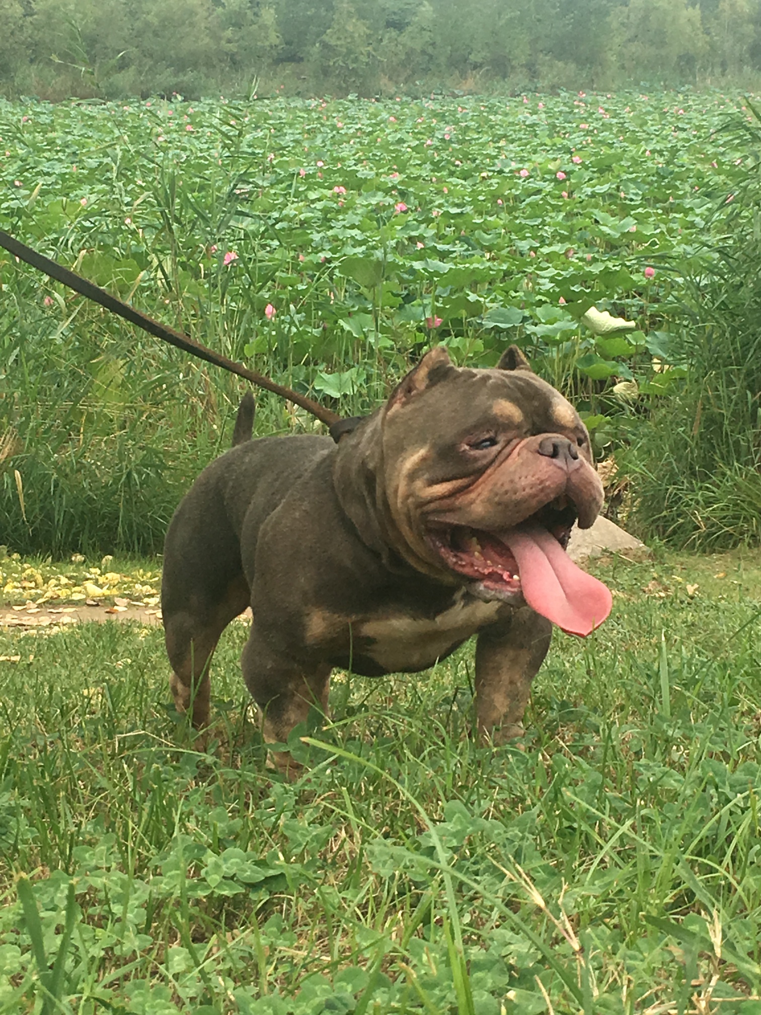 恶霸犬现货,小狗两母三公,纯蓝公,四只蓝三色,大骨量,父亲中国佬儿子