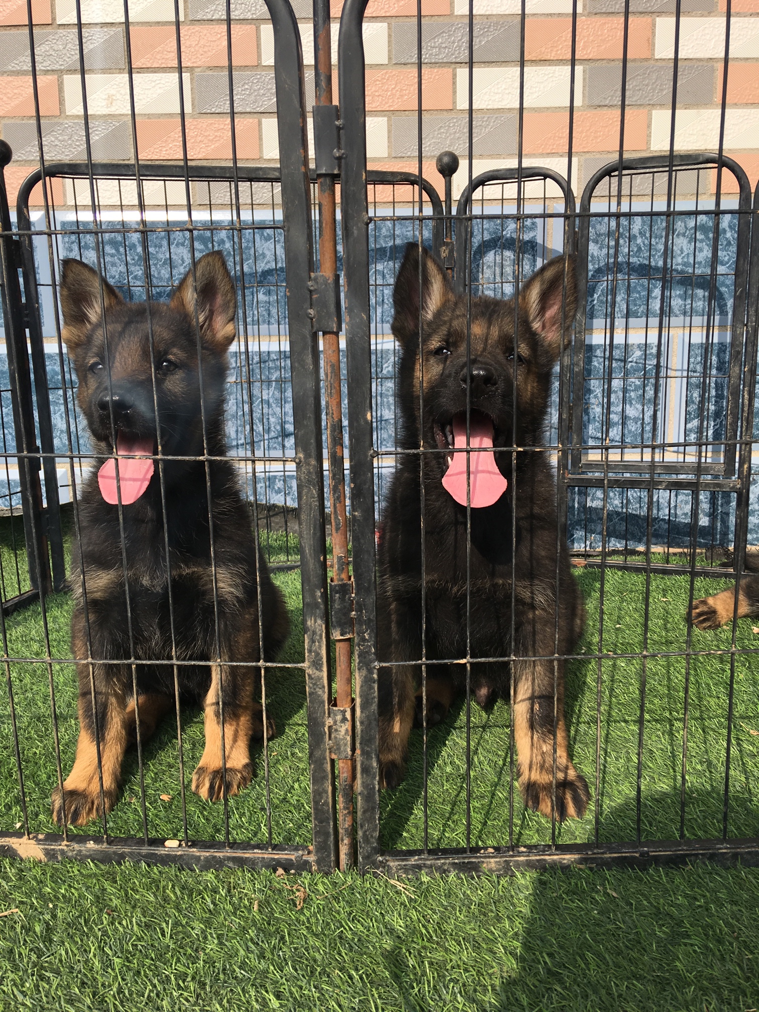 紫貂灰东德牧羊犬父亲德国进口种公乌利