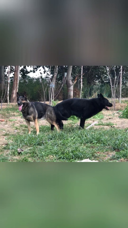 紫貂灰东德牧羊犬父亲德国进口种公乌利