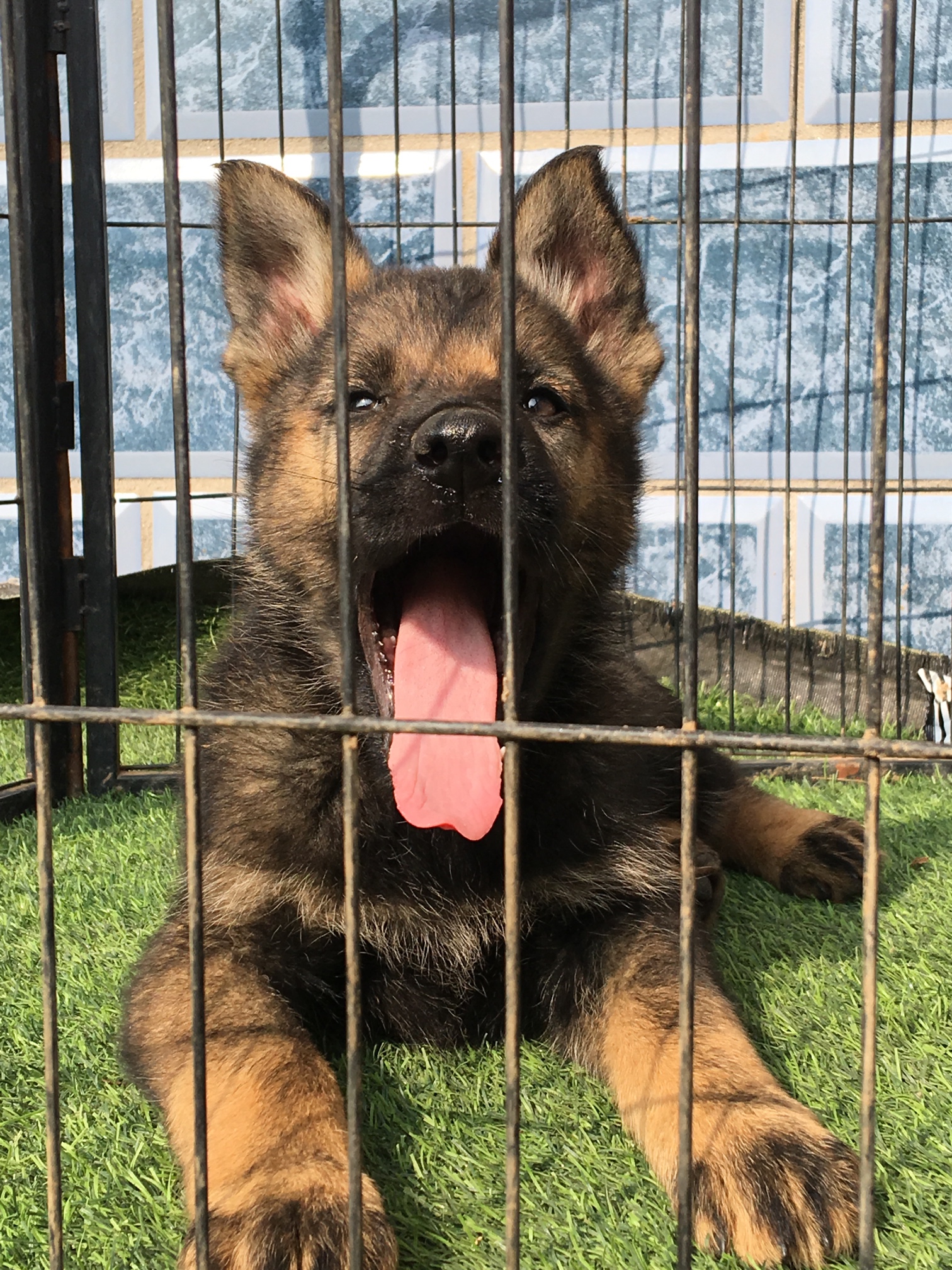 東德牧羊犬紫貂灰有喜歡的嘛小狗父親德國進口種公烏利