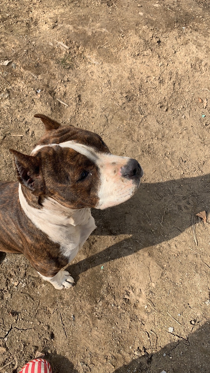 [美国斯塔福] 大爱虎皮.帕莎