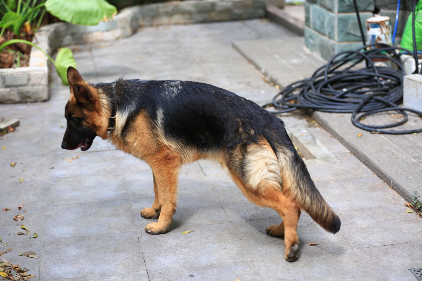 新犬报到 - 综合工作犬 - 猛犬俱乐部-中国具有影响力的猛犬网站