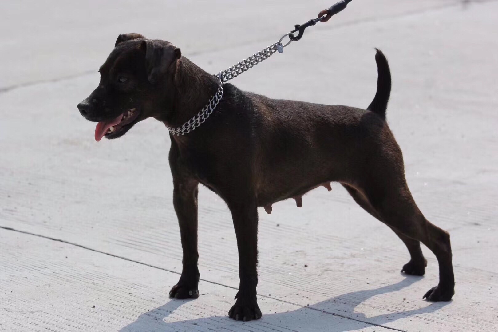 高品质小火梗-3 母