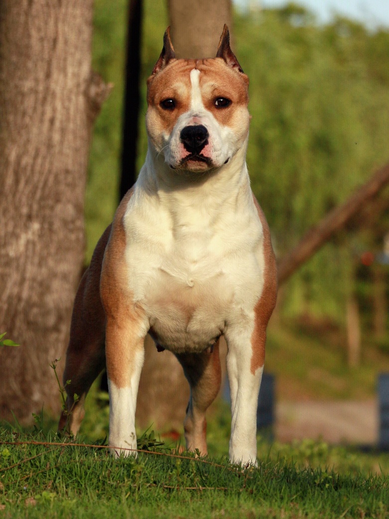 再考考你们第二题…怎么把斯塔福梗的前驱养成这样?