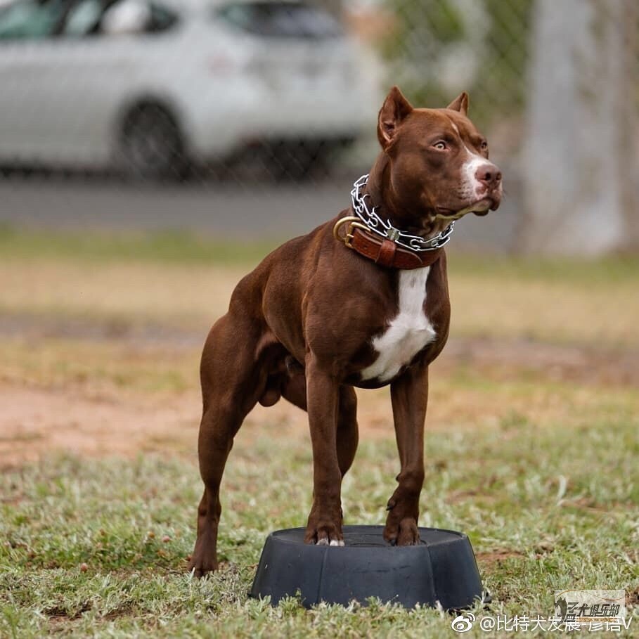求购宠物级比特