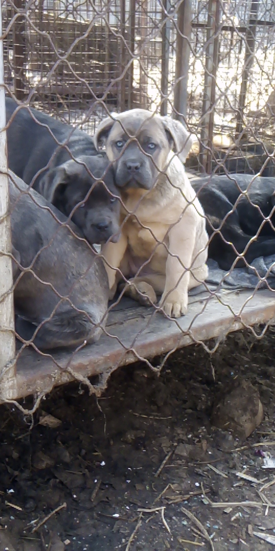 铁面卡斯罗,灰,黑虎皮色900包邮 - 卡斯罗交易 - 猛犬俱乐部-中国具有