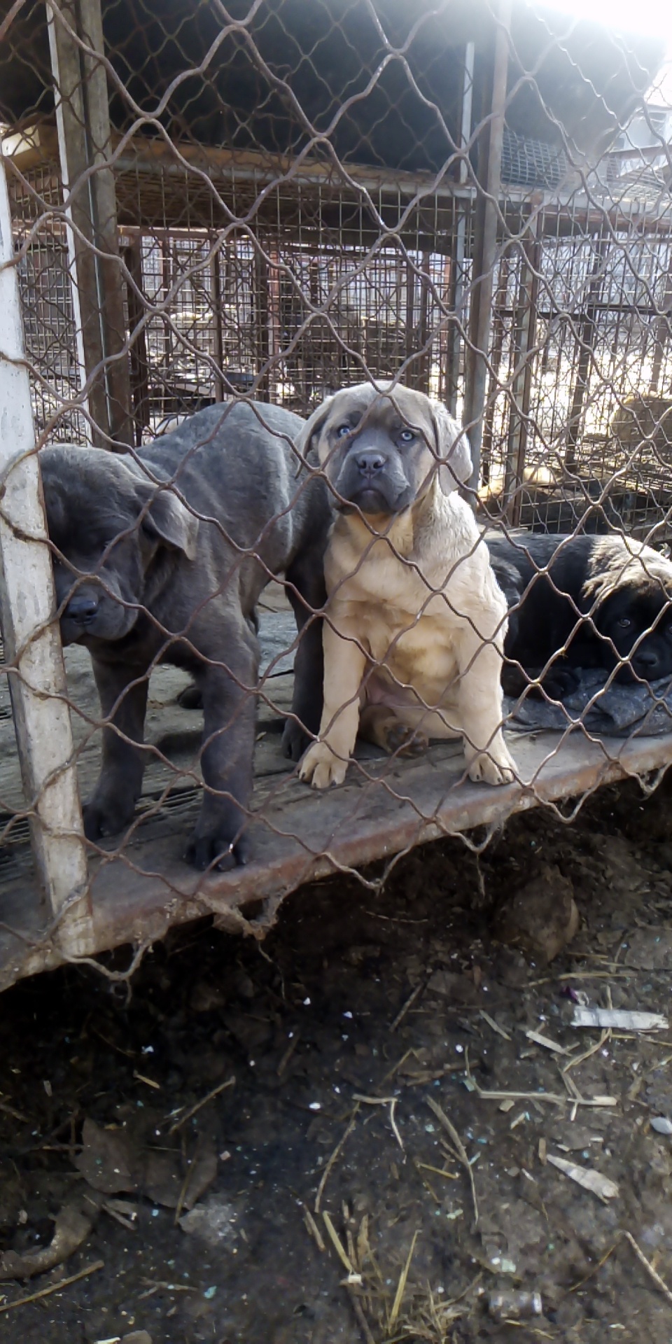 铁面卡斯罗,灰,黑虎皮色900包邮 - 卡斯罗交易 - 猛犬俱乐部-中国具有