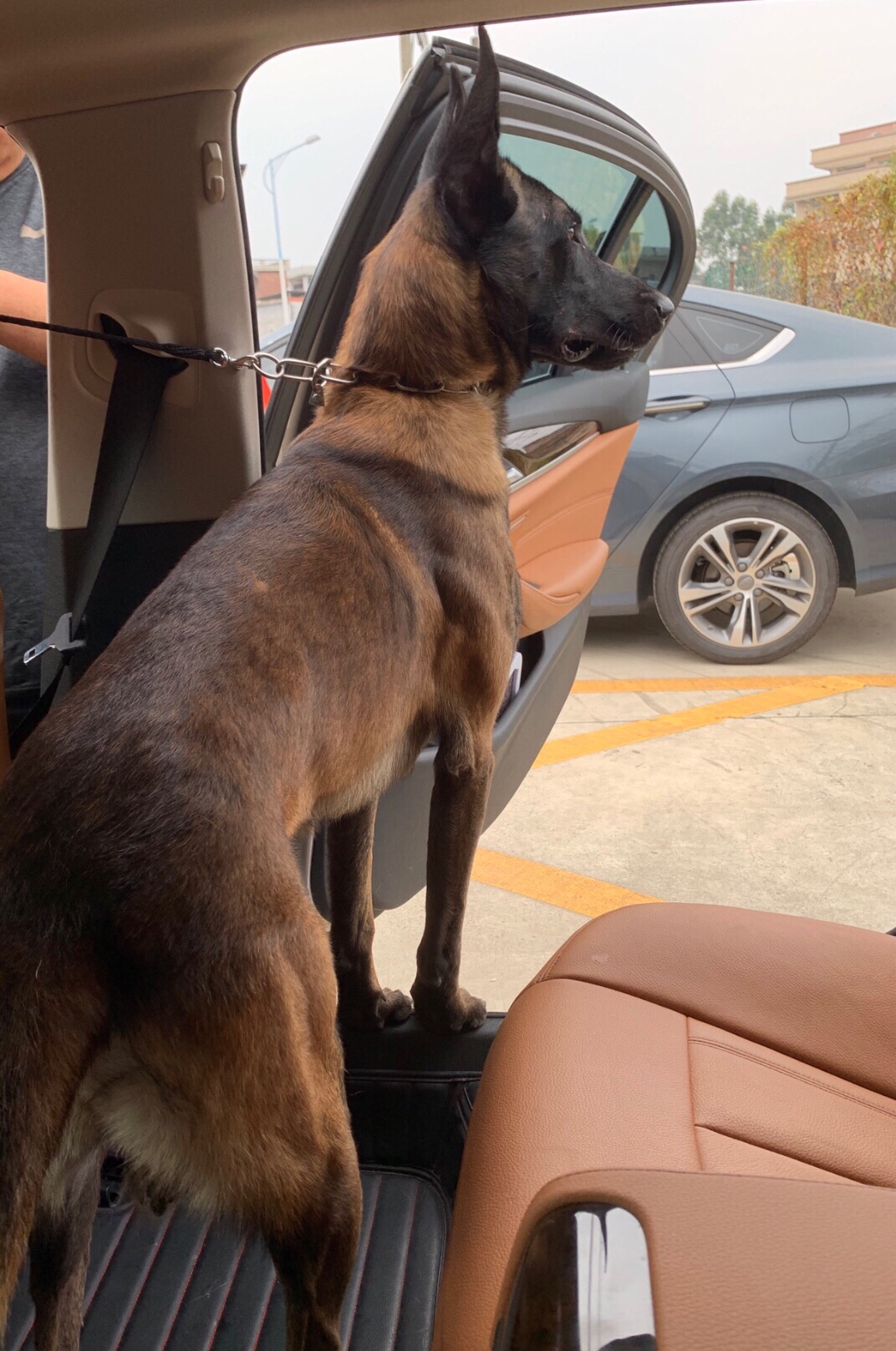 出售成年马犬 - 马犬版 - 猛犬俱乐部-中国具有影响力的猛犬网站